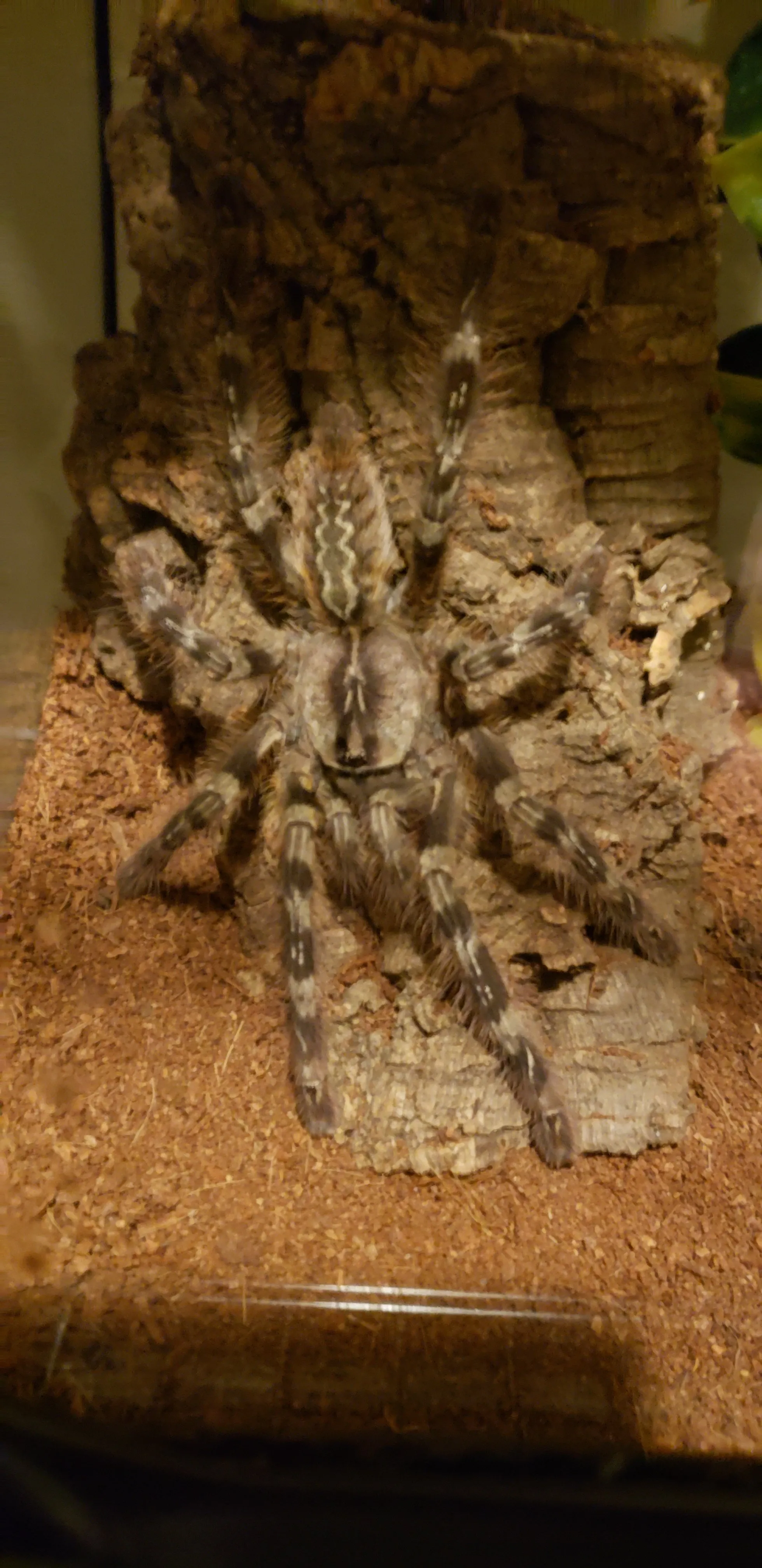 23633 striata tarantula feeding