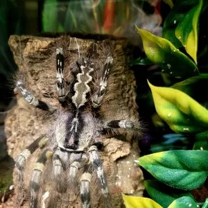 23633 striata tarantula habitat