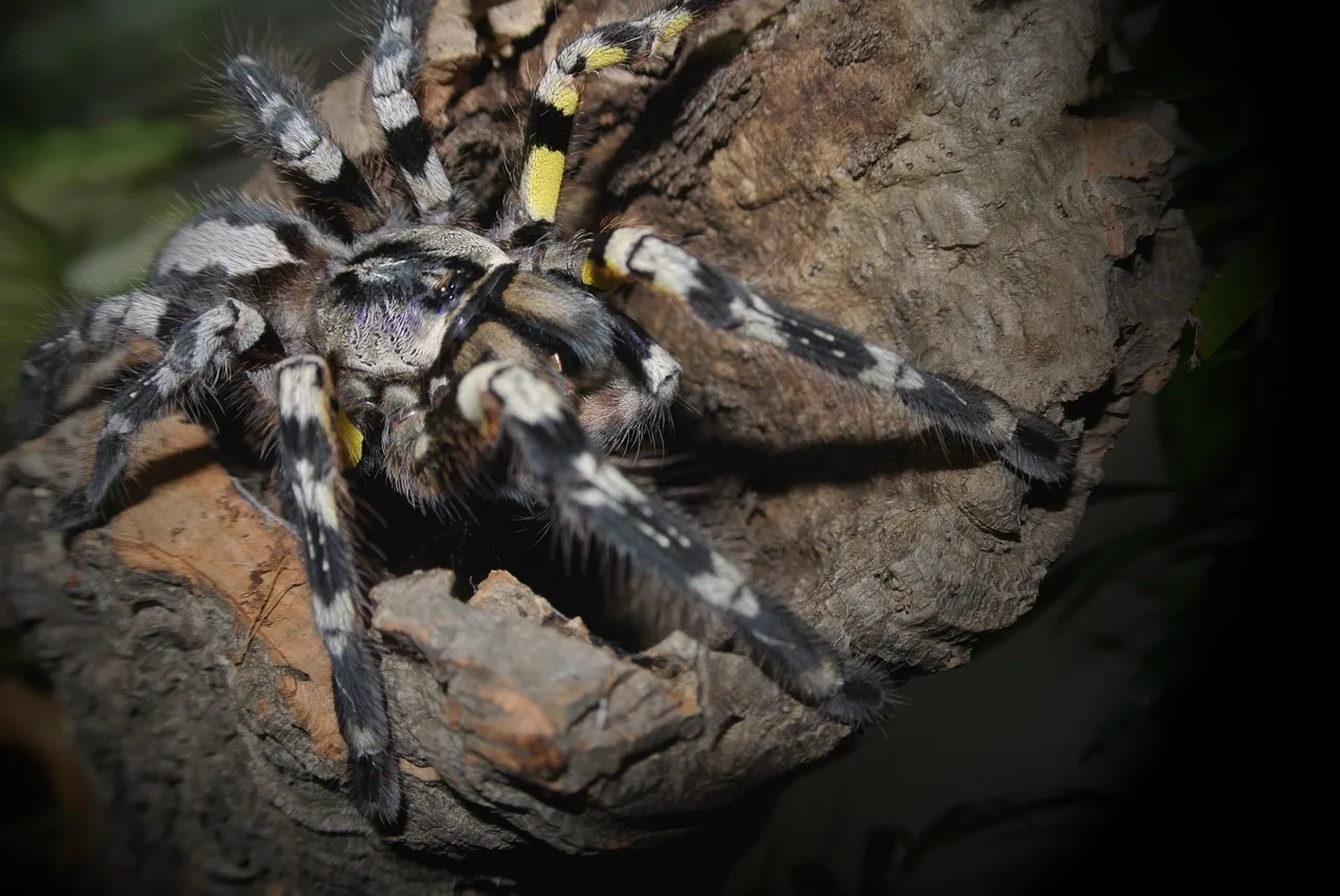 23633 striata tarantula handling