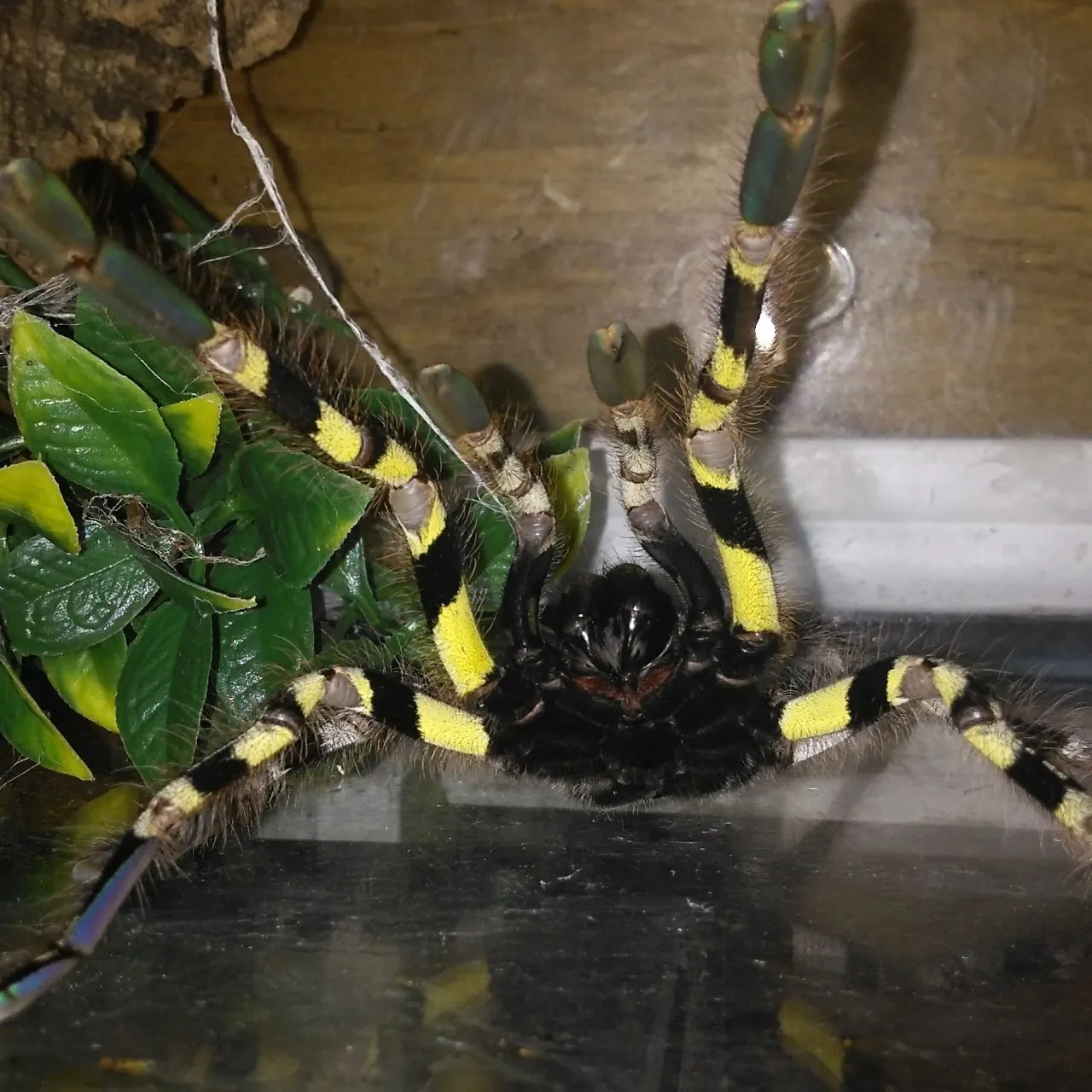 23633 striata tarantula molting