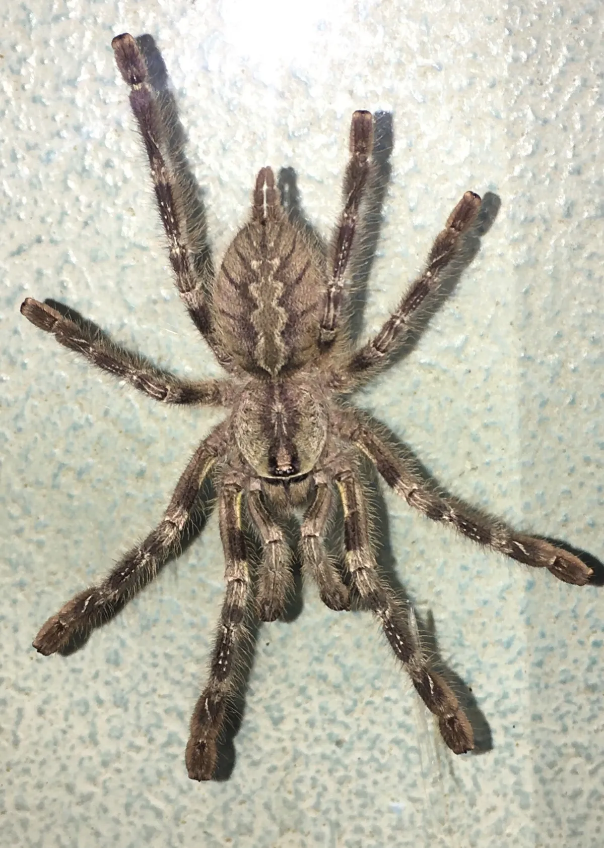 /img/23633-striata-tarantula-water.webp