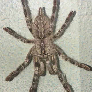 /img/23633-striata-tarantula-water.webp