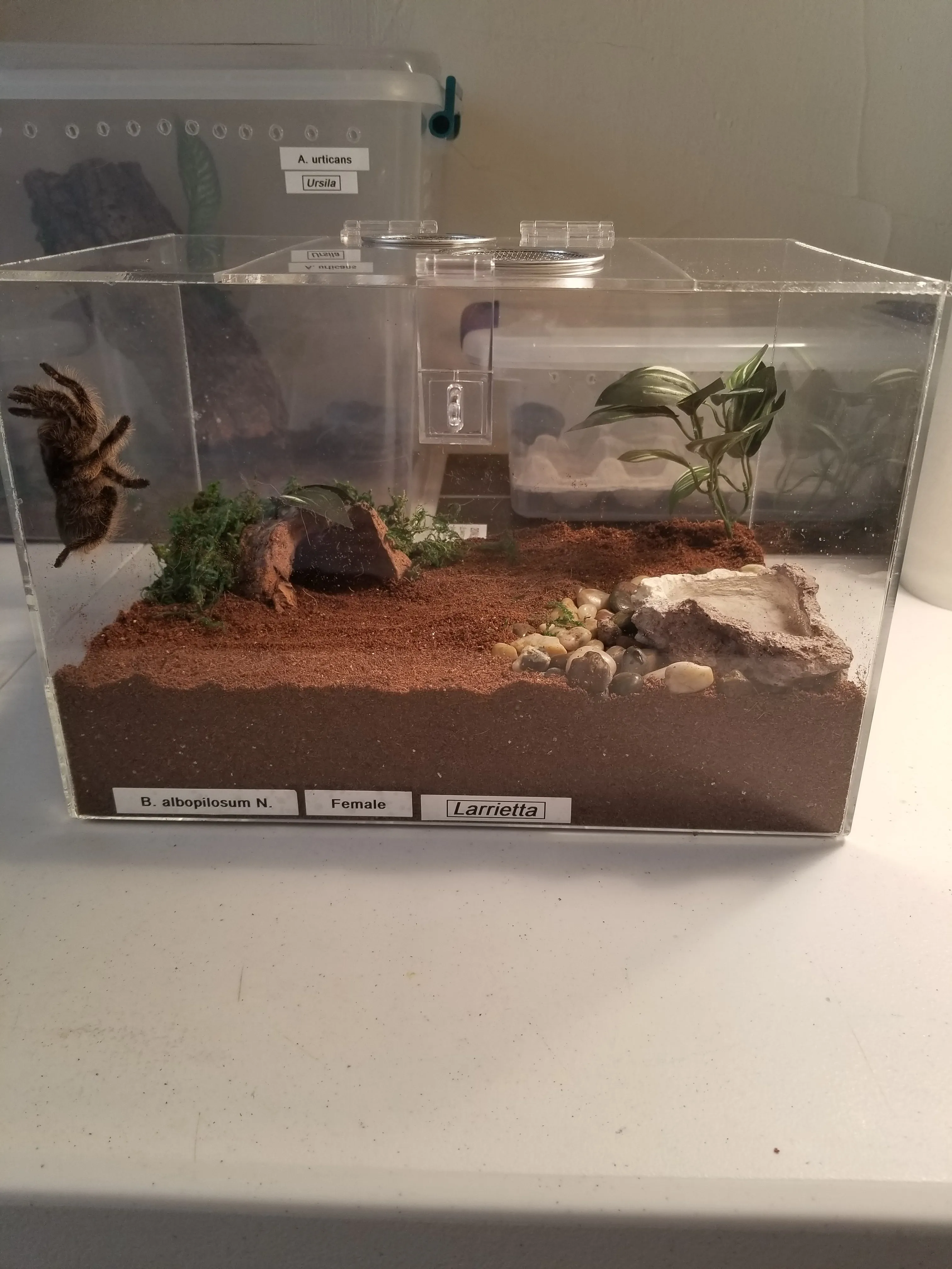 23634 glass tarantula enclosure