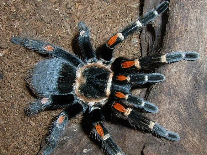 /img/23634-tarantula-enclosure-cleaning.webp