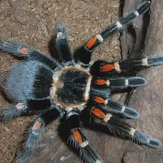 /img/23634-tarantula-enclosure-cleaning.webp