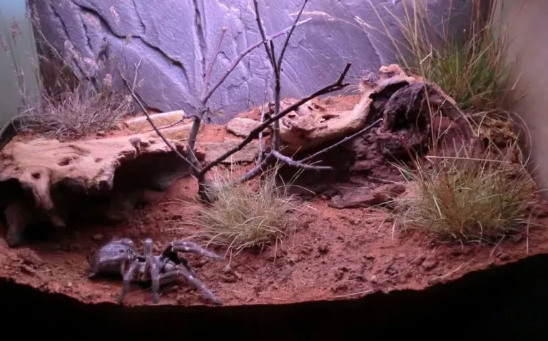 23634 tarantula enclosure setup