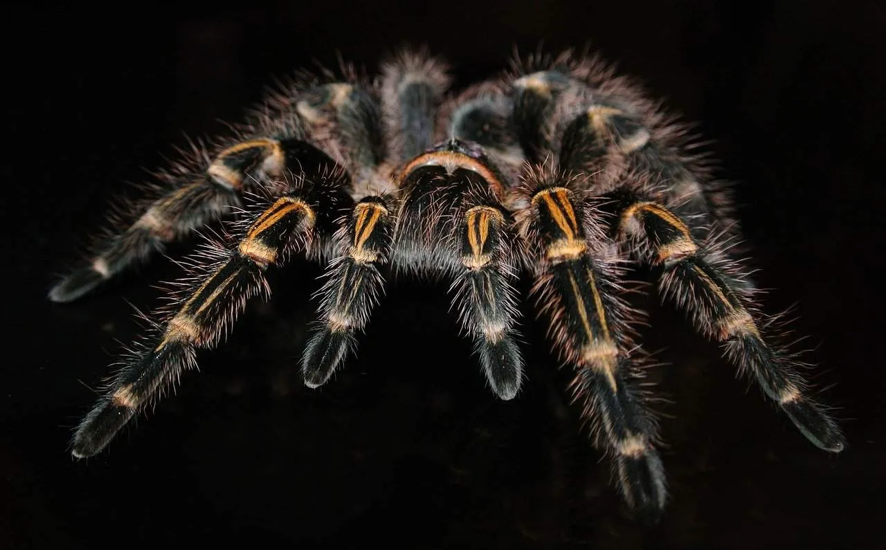 /img/23635-animals-dream.webp