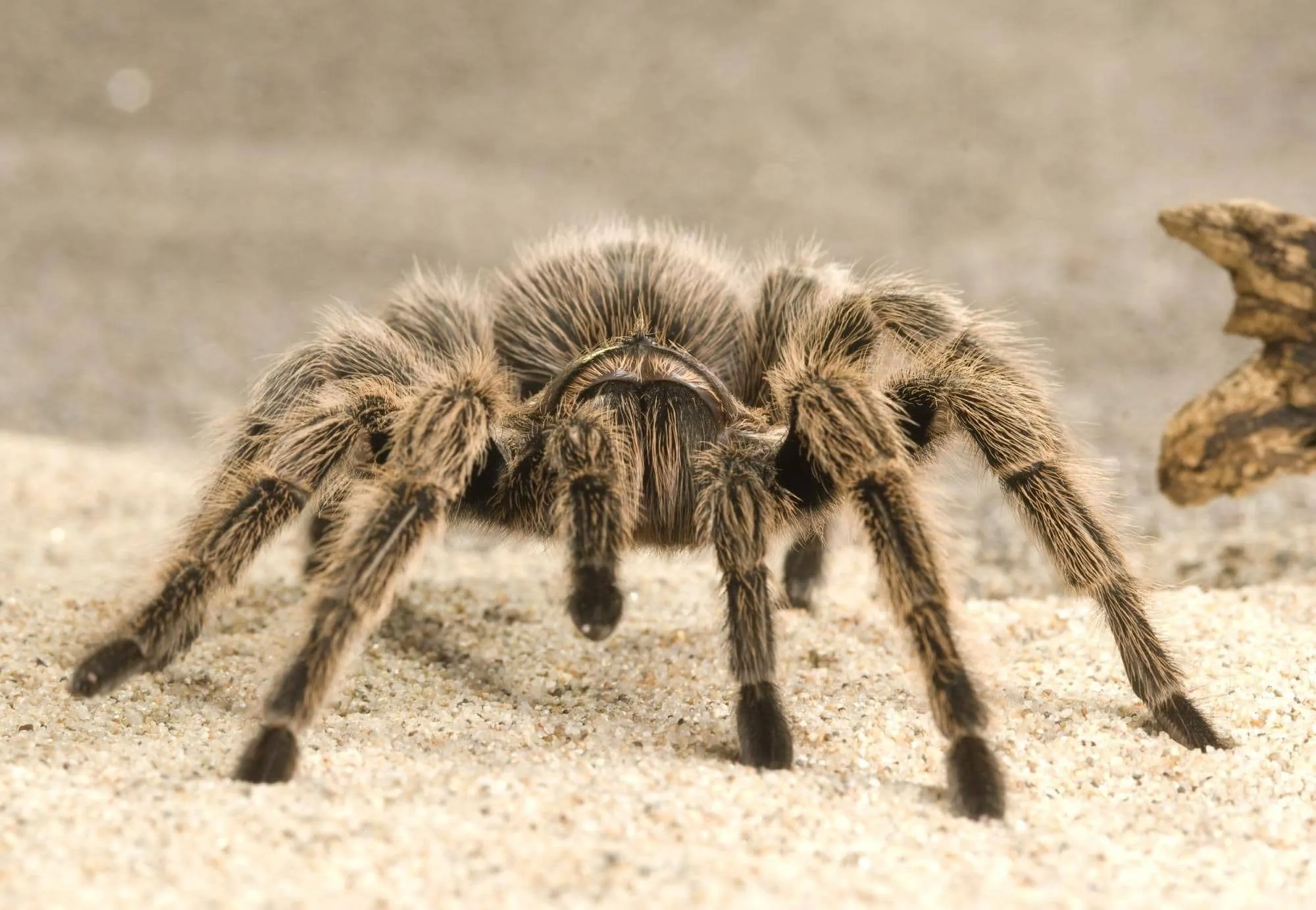 23635 white tarantula closeup