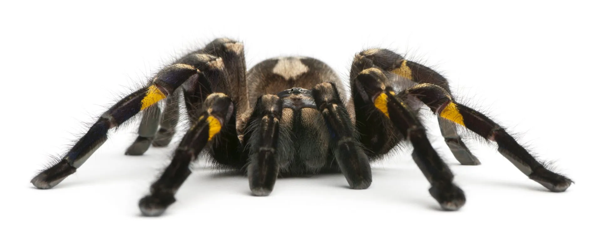 23635 white tarantula in nature