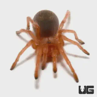 /img/23636-rose-hair-tarantula-petco.webp