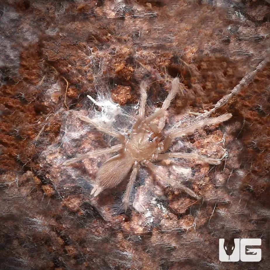 23638 blue leg tarantula feeding