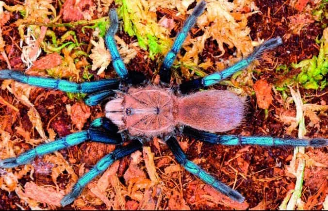 23638 blue leg tarantula habitat