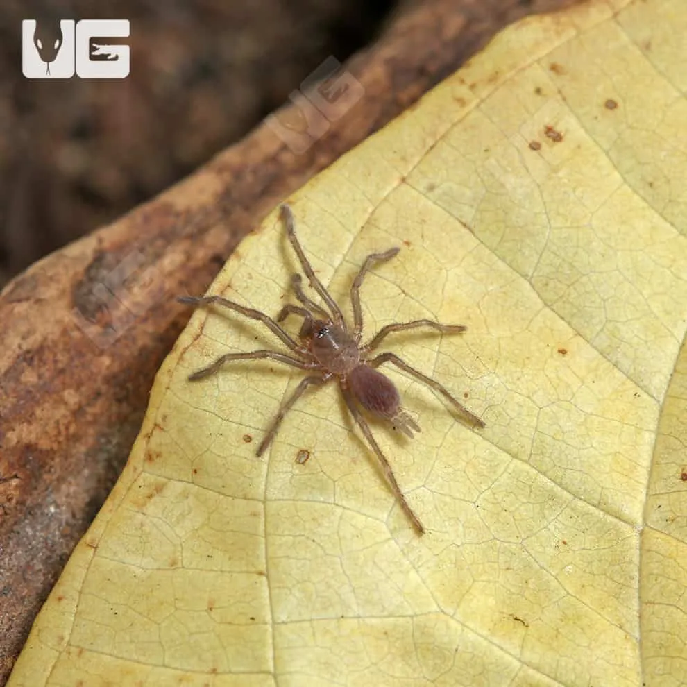 23638 blue leg tarantula handling