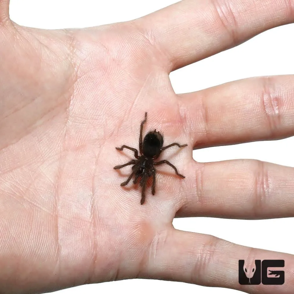 23638 blue leg tarantula spiderling