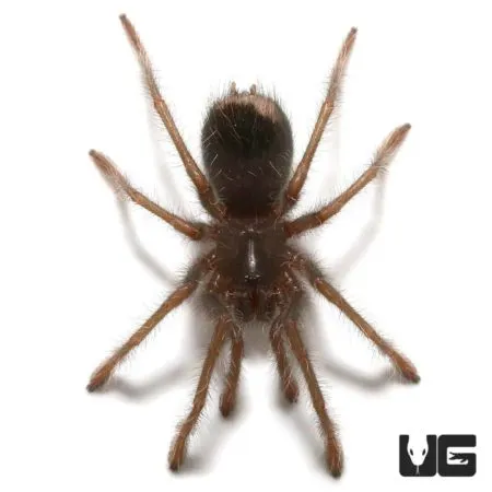 23638 blue leg tarantula substrate