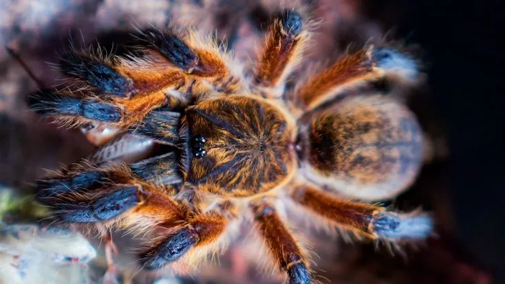 /img/23638-blue-leg-tarantula-water.webp