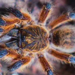/img/23638-blue-leg-tarantula-water.webp