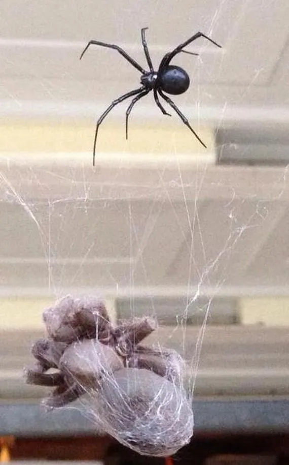 23639 vedova nera vs tarantula 2