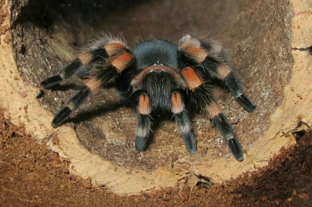 23639 vedova nera vs tarantula 4
