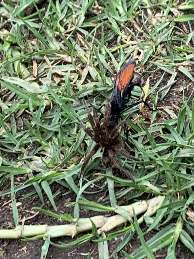 /img/23639-vedova-nera-vs-tarantula-7.webp