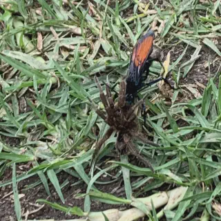 /img/23639-vedova-nera-vs-tarantula-7.webp