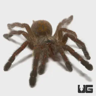 /img/23641-tarantula-breeder.webp