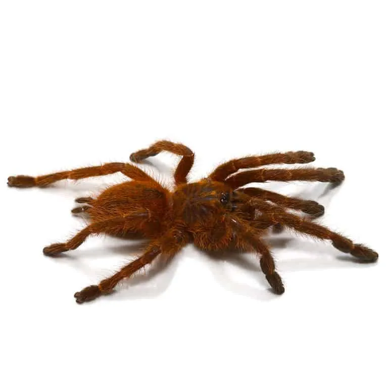 23641 tarantula comparison