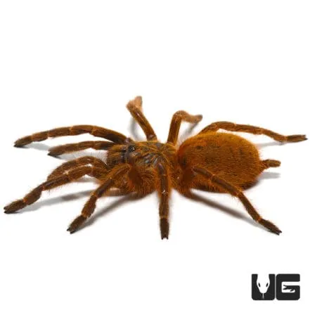 23641 tarantula feeding