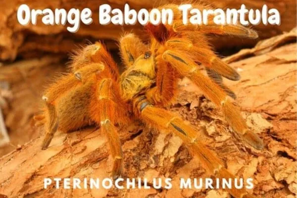 23641 tarantula habitat