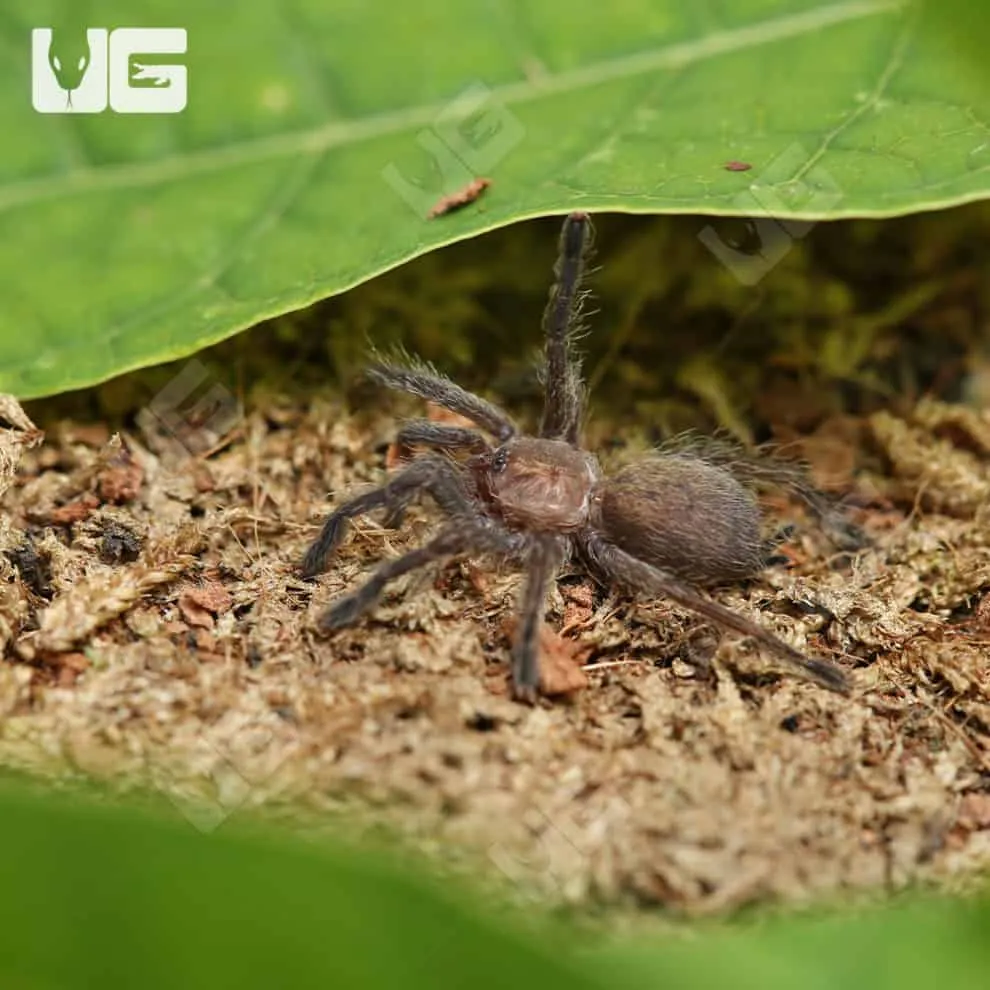 23641 tarantula handling