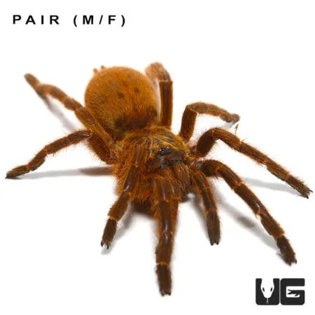 23641 tarantula health