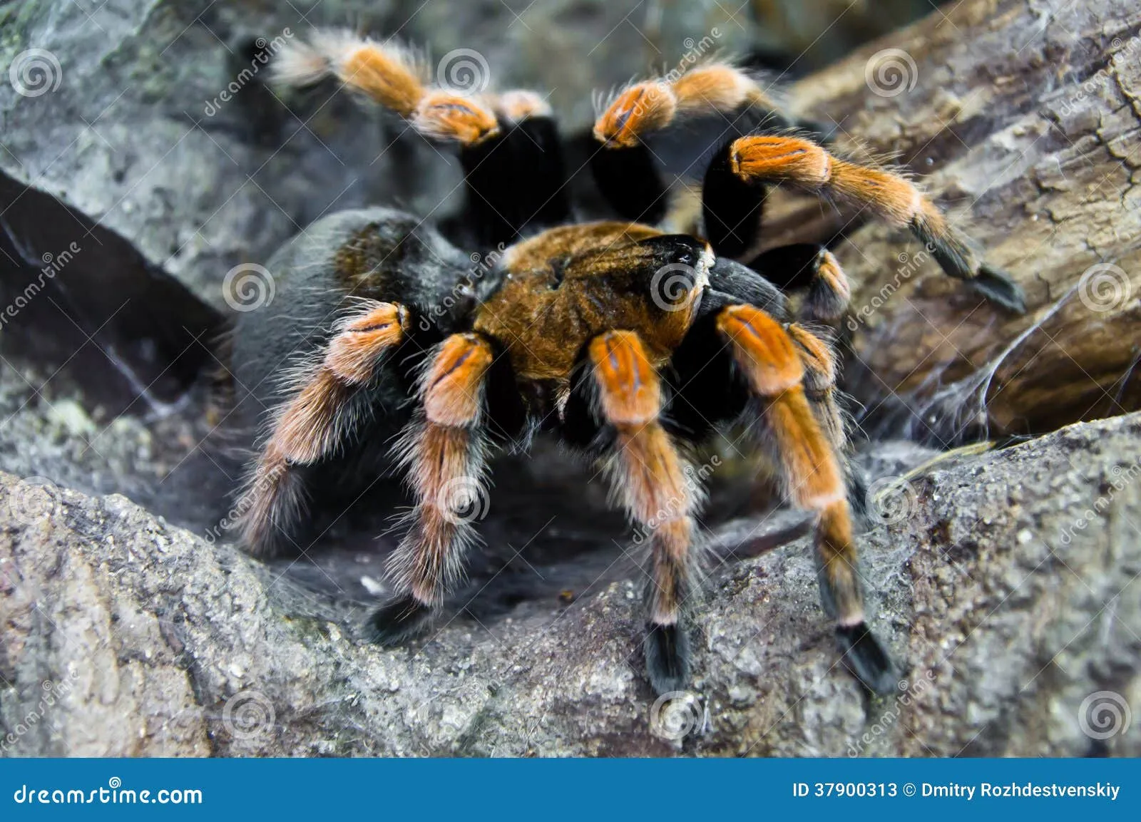 23642 redknee tarantula bite risk