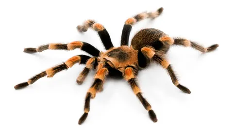 /img/23642-redknee-tarantula-cleaning-enclosure.webp