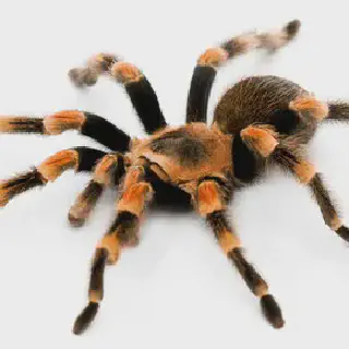 /img/23642-redknee-tarantula-cleaning-enclosure.webp