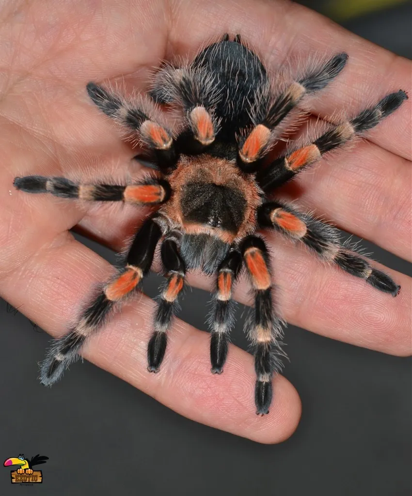 23642 redknee tarantula close up
