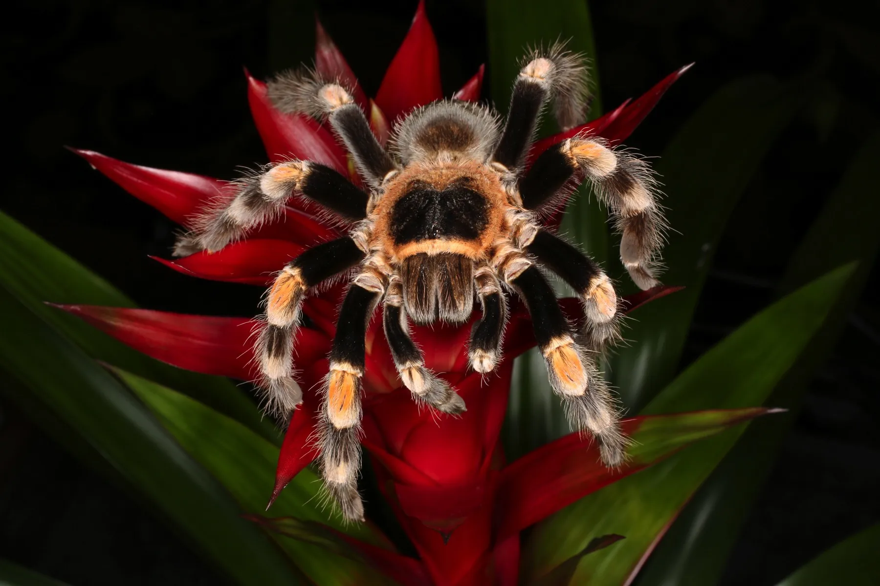 23642 redknee tarantula post handling
