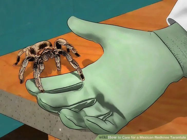 23642 redknee tarantula safe handling