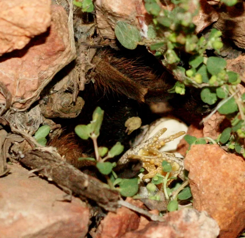 23643 frog camouflage