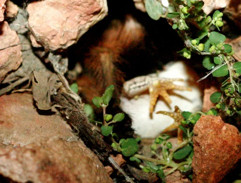 23643 tarantula hunting