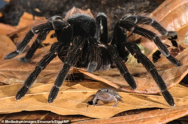 23643 tarantula size