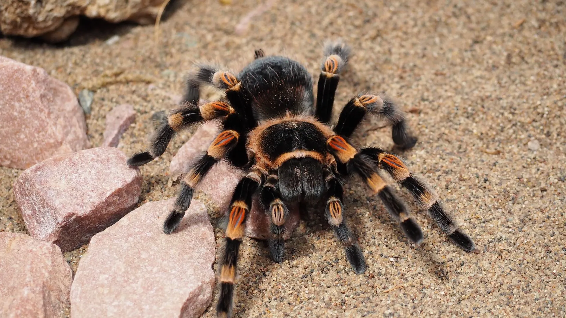 /img/23644-tarantula-conservation.webp