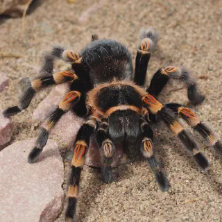 /img/23644-tarantula-conservation.webp