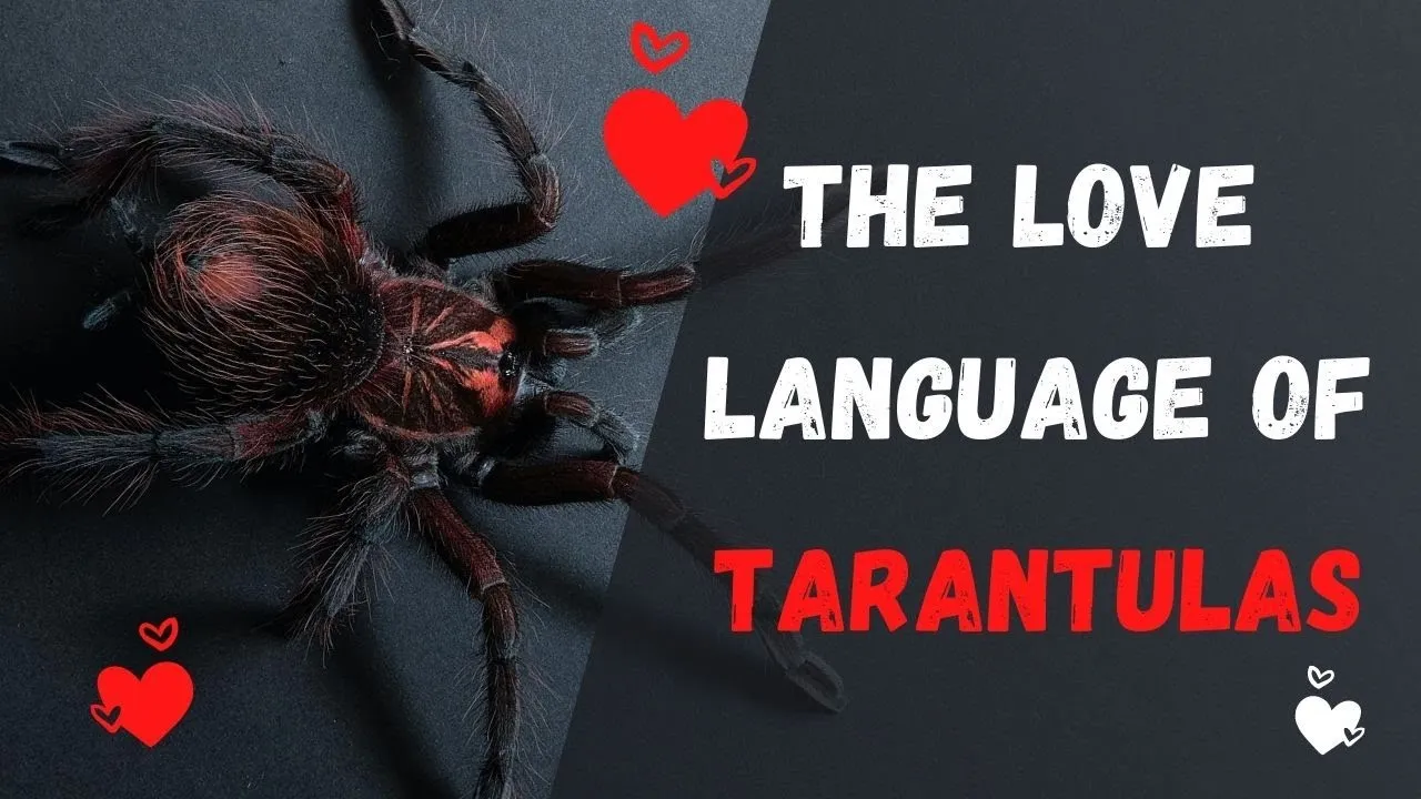 23644 tarantula defenses
