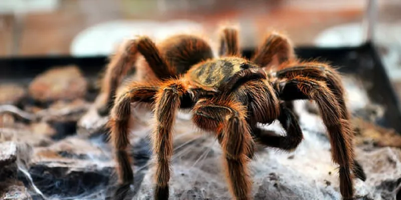 23644 tarantula feeding