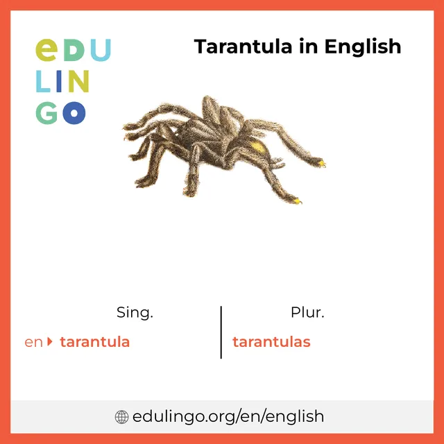 23644 tarantula molting