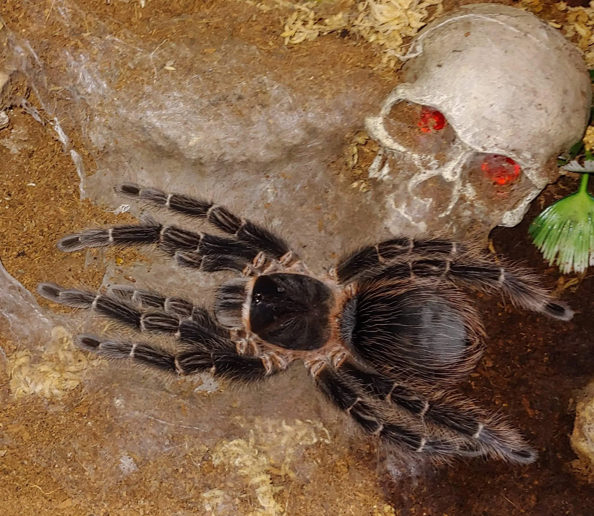 23644 tarantula pet
