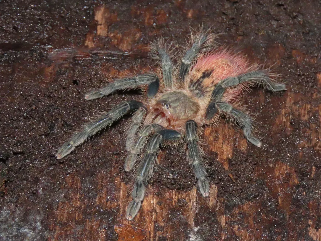 /img/23645-african-red-rump-tarantula-activity.webp