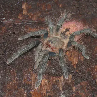 /img/23645-african-red-rump-tarantula-activity.webp