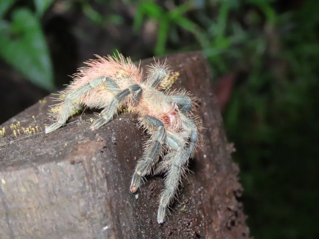 23645 african red rump tarantula colors