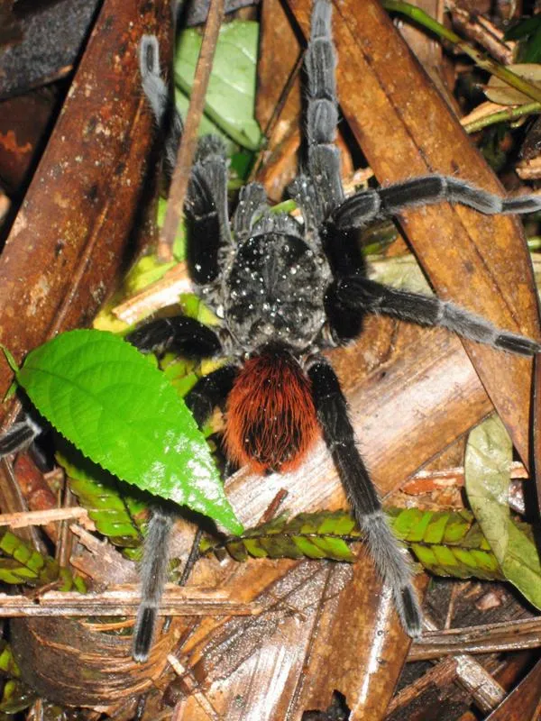 23645 african red rump tarantula defensive